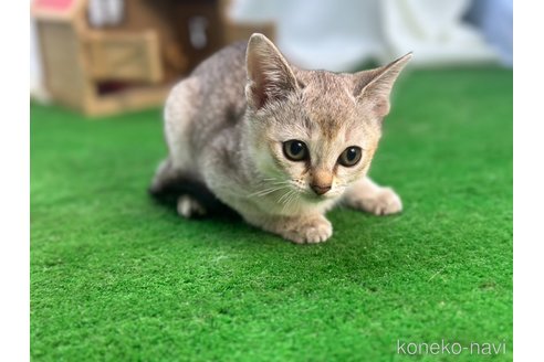 成約済の茨城県のシンガプーラ-98049の4枚目