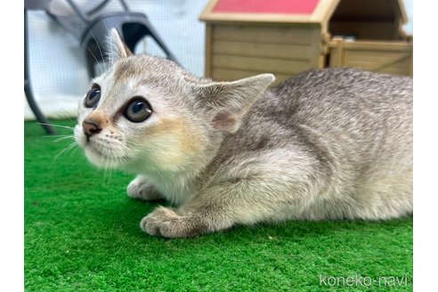 成約済の茨城県のシンガプーラ-98049の5枚目