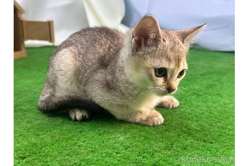 成約済の茨城県のシンガプーラ-98049の6枚目