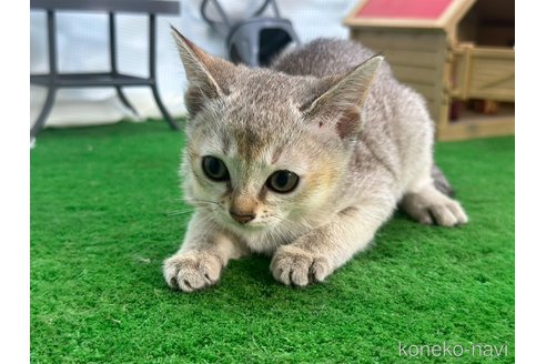 成約済の茨城県のシンガプーラ-98049の3枚目