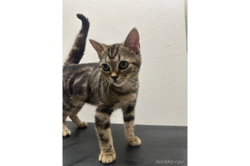 成約済の愛知県のアメリカンショートヘア-98055の2枚目