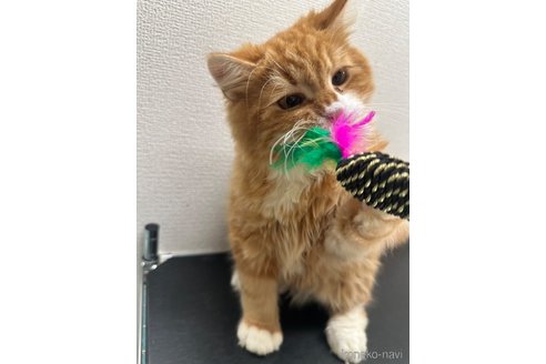 成約済の愛知県のスコティッシュストレート-98067の2枚目