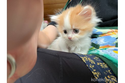 販売中の広島県のミヌエット(短足)-98071の14枚目