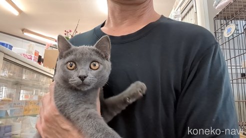 成約済の茨城県のブリティッシュショートヘア-92090の3枚目