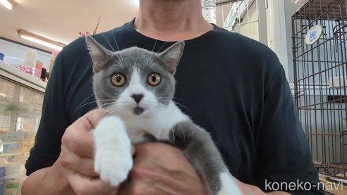 成約済の茨城県のブリティッシュショートヘア-92091の1枚目