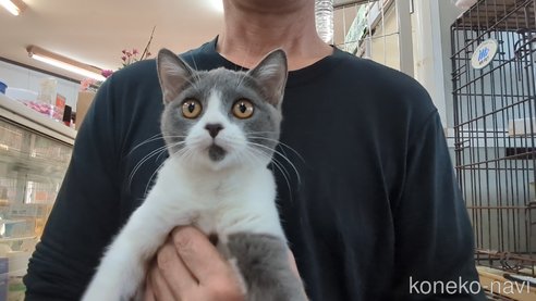 成約済の茨城県のブリティッシュショートヘア-92091の3枚目