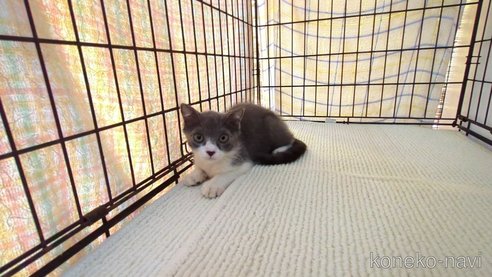 成約済の茨城県のブリティッシュショートヘア-95396の3枚目