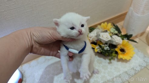 成約済の広島県のその他の猫種-97411の170枚目