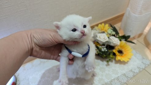 成約済の広島県のその他の猫種-97411の167枚目