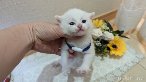 成約済の広島県のその他の猫種-97411の168枚目