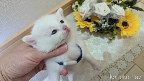 成約済の広島県のその他の猫種-97411の166枚目