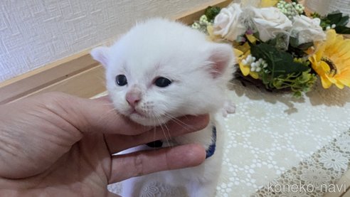 成約済の広島県のその他の猫種-97411の165枚目