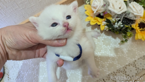 成約済の広島県のその他の猫種-97411の164枚目