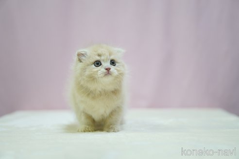 成約済の埼玉県のスコティッシュフォールド(折れ耳)-96905の2枚目