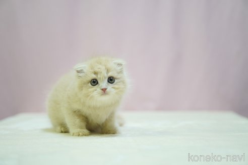 成約済の埼玉県のスコティッシュフォールド(折れ耳)-96905の7枚目