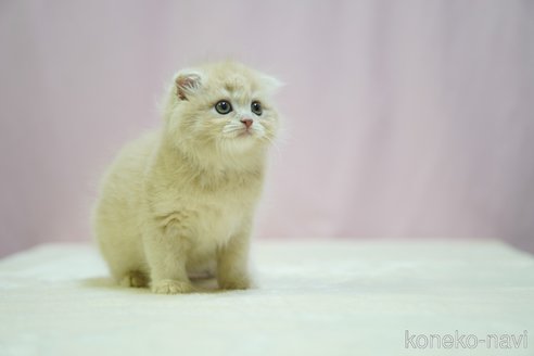 成約済の埼玉県のスコティッシュフォールド(折れ耳)-96905の6枚目