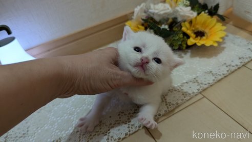 成約済の広島県のその他の猫種-97409の117枚目