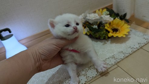 成約済の広島県のその他の猫種-97409の110枚目