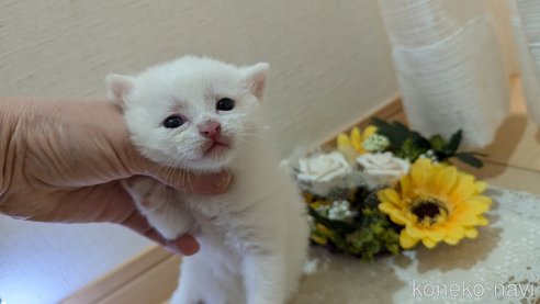 成約済の広島県のその他の猫種-97409の112枚目