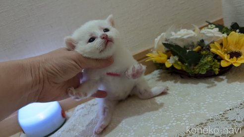 成約済の広島県のその他の猫種-97409の113枚目