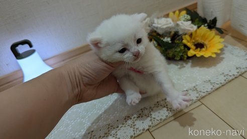成約済の広島県のその他の猫種-97409の114枚目
