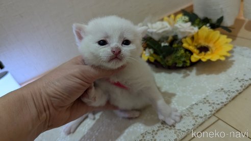 成約済の広島県のその他の猫種-97409の115枚目