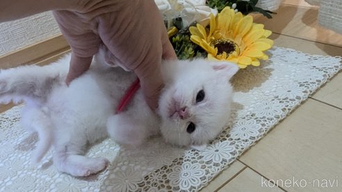 成約済の広島県のその他の猫種-97409の116枚目