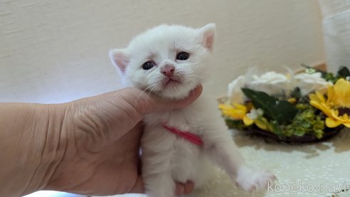 成約済の広島県のその他の猫種-97409の108枚目
