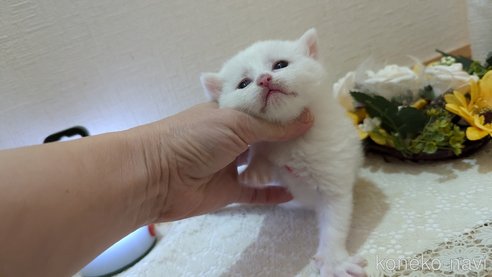 成約済の広島県のその他の猫種-97409の109枚目