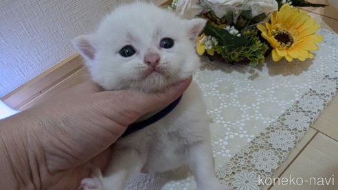 成約済の広島県のその他の猫種-97410の101枚目