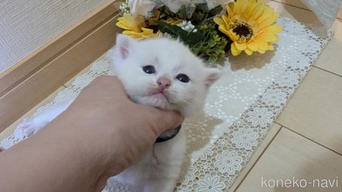 成約済の広島県のその他の猫種-97410の102枚目