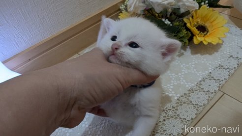 成約済の広島県のその他の猫種-97410の99枚目
