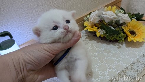 成約済の広島県のその他の猫種-97410の97枚目
