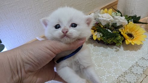 成約済の広島県のその他の猫種-97410の98枚目