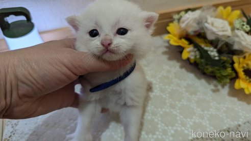 成約済の広島県のその他の猫種-97410の95枚目