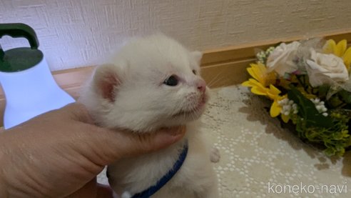 成約済の広島県のその他の猫種-97410の96枚目