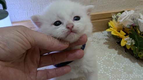 成約済の広島県のその他の猫種-97410の94枚目