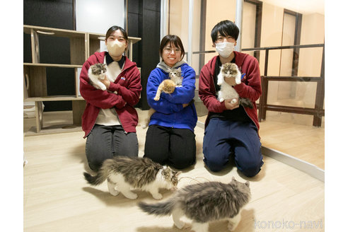 成約済の茨城県のノルウェージャンフォレストキャット-87683の2枚目