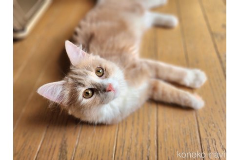 成約済の神奈川県のノルウェージャンフォレストキャット-82614の2枚目