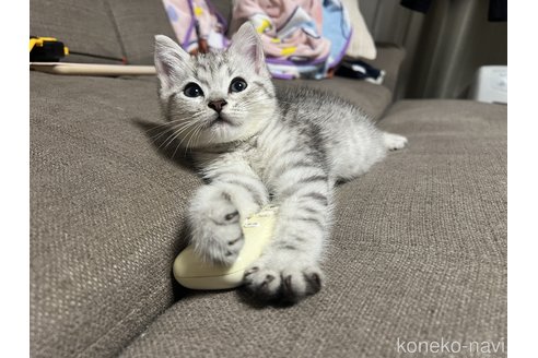 成約済の茨城県のスコティッシュフォールド-95125の3枚目