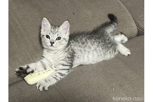 成約済の茨城県のスコティッシュフォールド-95125の2枚目