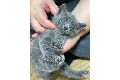 成約済の滋賀県のブリティッシュショートヘア-94081の2枚目