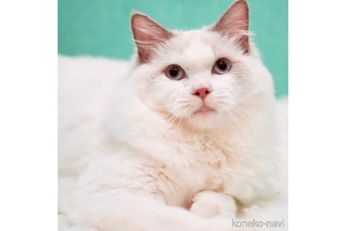 成約済の東京都のラグドール-73665の5枚目