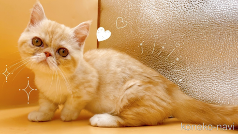 お疲れにゃ〜😊👼 午後も頑張ろにゃ〜👍 #ねこ #ねこ部 #猫 #短