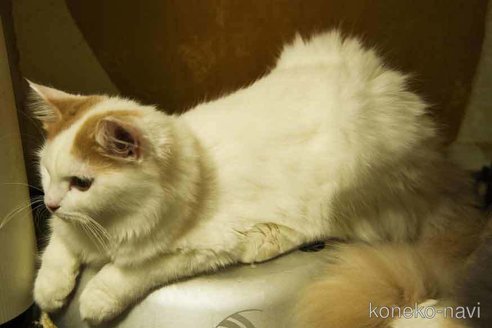 成約済の大阪府のスコティッシュフォールド-83974の2枚目