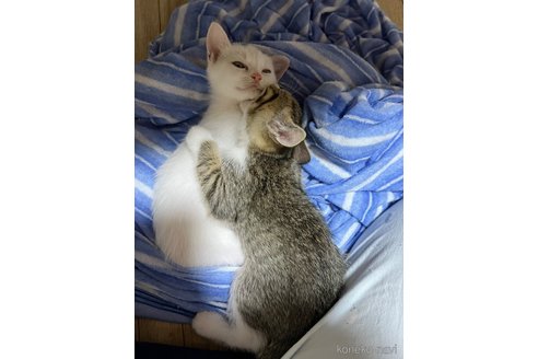 成約済の埼玉県のミックス-95249の3枚目