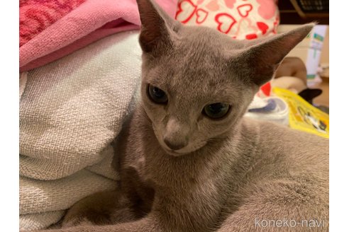 成約済の埼玉県のロシアンブルー-89796の3枚目