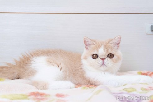成約済の東京都のエキゾチックショートヘア-90837の10枚目