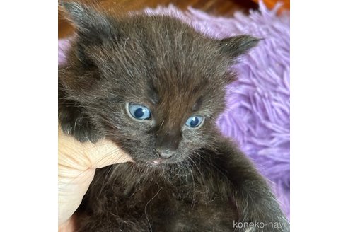 成約済の福岡県のメインクーン-97184の19枚目