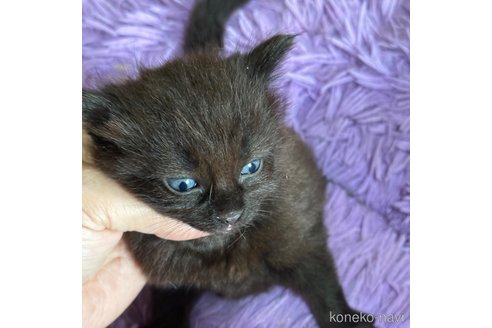 成約済の福岡県のメインクーン-97184の18枚目
